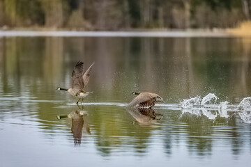 Canada Geese soaring above water