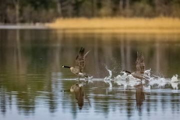 Canada Geese soaring above water