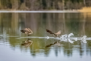 Canada Geese soaring above water