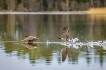 Canada Geese soaring above water