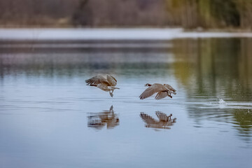 Canada Geese soaring above water