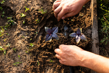Planting basil  seedlings. A male farmer plants small basill seedlings in a garden with drip...
