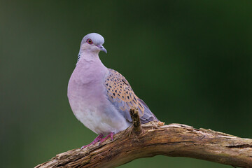 Dove Bird perched on branch