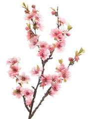 Fototapeta premium Delicate pink cherry blossom branch isolated on white background.