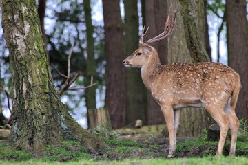 there is a deer that is standing in the grass next to trees