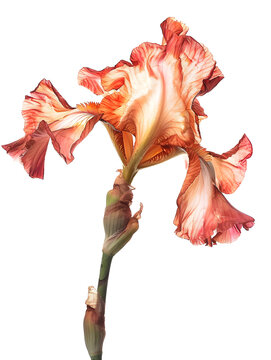 Dried and wilted red iris flower isolated on white background