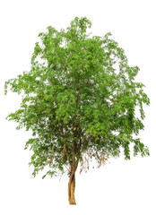 Tropical plant bush shrub tree isolated on white background with clipping path.