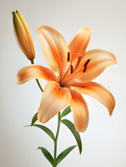 Orange lily flower isolated on white background.