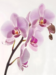 Orchid flowers on a white background. The flowers are pink and purple with a white center. The stem is green.