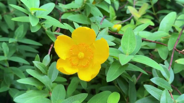 Bright yellow flower in green foliage, showcasing nature's vibrant beauty