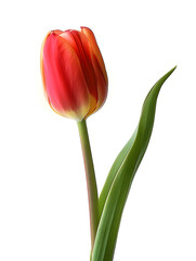 Single red and yellow tulip isolated on white background