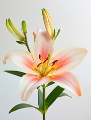 Obraz premium The image shows a beautiful flower with pinkish-white petals and yellow stamen.