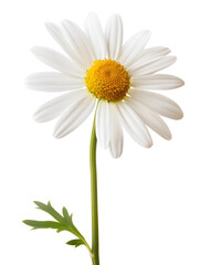 Fototapeta premium White chamomile flower isolated on white background.