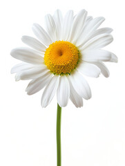 Fototapeta premium White chamomile flower isolated on white background.