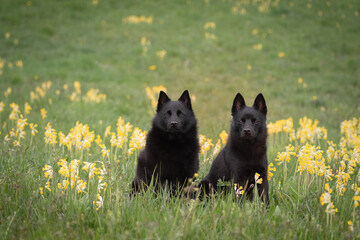 Two dogs among cowslips