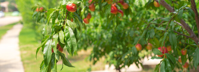 Panorama view residential street sidewalk and abundant of red ripe fruits on Nectarines tree branch...