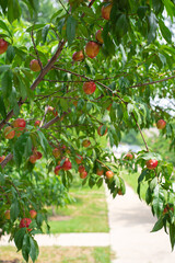 Front yard orchard near street sidewalk with Nectarines tree load of red ripe fruits hanging on...