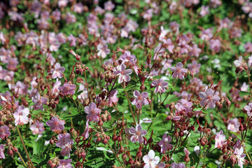 Bed of Big-root Cranesbill flowers, Derbyshire England
