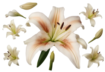 Set of springtime lily flowers and petals isolated on transparent background various size