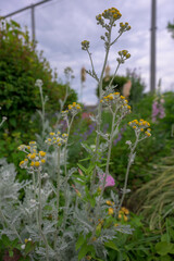 flower, nature, flowers, garden, pink, plant, spring, blossom, purple, bloom, beauty, flora, summer, field, petal, wild, season, blooming, colorful, plants, beautiful, red, leaf, meadow, yellow