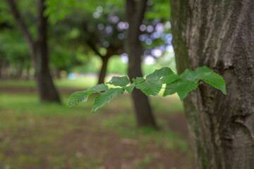 nature, tree, plant, leaf, leaves, forest, wood, spring, ivy, branch, summer, closeup, growth, garden, water, green, environment