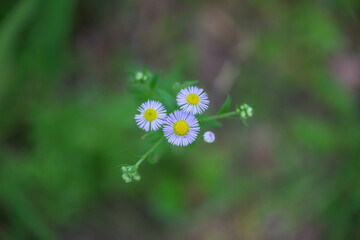 Obraz premium flower, nature, spring, garden, plant, summer, blossom, white, flowers, meadow, beauty, bloom, grass, macro, daisy, flora, yellow, pink, field, petal, wild, wildflower, close-up, floral, anemone