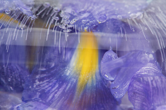 abstract art with close-up of purple and yellow iris flower  petals frozen in ice water
