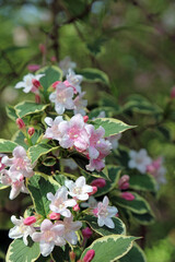 Closeup of sunlit Weigela blooms, Derbyshire England
