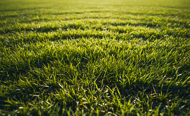 Obraz premium A field of green grass with a slight shadow on the ground