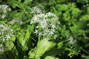 Macro image of Wild Garlic blooms, Derbyshire England
