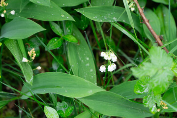 Region Teutoburger Wald im Frühling