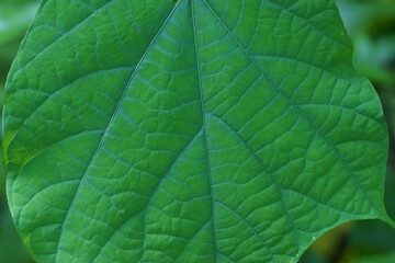 ウリノキの葉脈