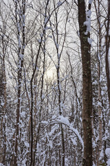 Winter in a spruce forest, spruces covered with white fluffy snow. Selective focus. Winter Landscape with Snow and Trees. Snow covered trees in forest during winter