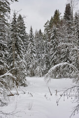 Winter in a spruce forest, spruces covered with white fluffy snow. Selective focus. Winter Landscape with Snow and Trees. Snow covered trees in forest during winter