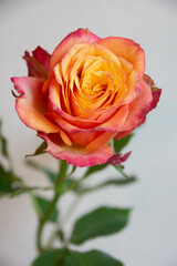 グラデーションカラーのバラ