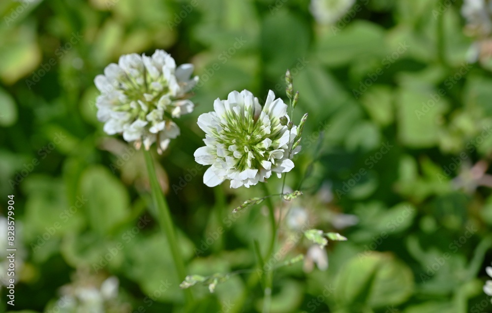 Wall mural white clover ( trifolium repens ) flowers. fabaceae plants that bloom spherical white flowers from s