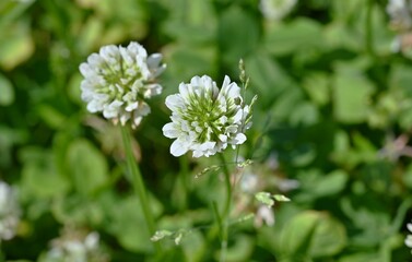 White clover ( Trifolium repens ) flowers. Fabaceae plants that bloom spherical white flowers from spring to early summer. Used for pasture and nectar plants.
