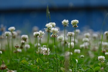 Obraz premium White clover ( Trifolium repens ) flowers. Fabaceae plants that bloom spherical white flowers from spring to early summer. Used for pasture and nectar plants. 