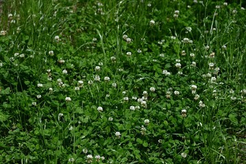 White clover ( Trifolium repens ) flowers. Fabaceae plants that bloom spherical white flowers from spring to early summer. Used for pasture and nectar plants.
