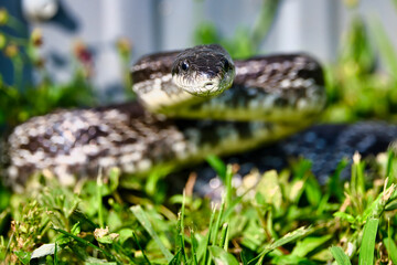 Fototapeta premium Central Ratsnake in Dover, Tennessee