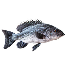 A fresh Chilean seabass fish side view on an isolated background