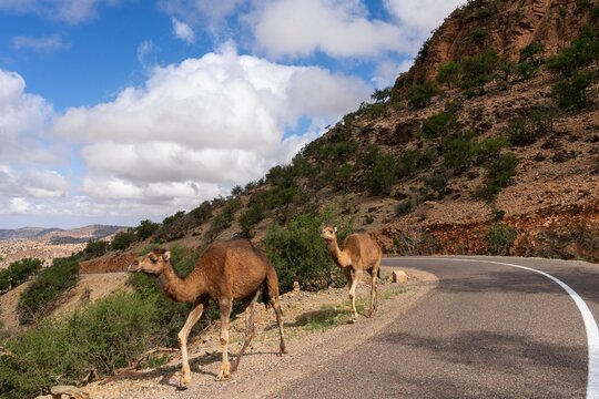 dromedary camels wlaking along a road in the Atlas mountains of southern Morocco