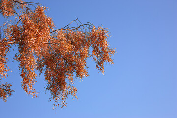 Nature, leaves and tree in autumn by blue sky of park, garden and plant landscape with texture. Forest, leaf and branch with wood, red and orange foliage for scenic view or mockup space by outdoor