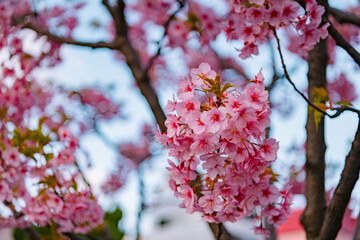 pink cherry blossom