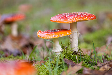 Amanita muscaria, también conocido como matamoscas o falsa oronja, entre otros nombres,1​2​ es un hongo basidiomiceto muy común y popular, considerado venenoso