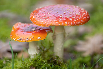 Amanita muscaria, tambi&eacute;n conocido como matamoscas o falsa oronja, entre otros nombres,1​2​ es un hongo basidiomiceto muy com&uacute;n y popular, considerado venenoso