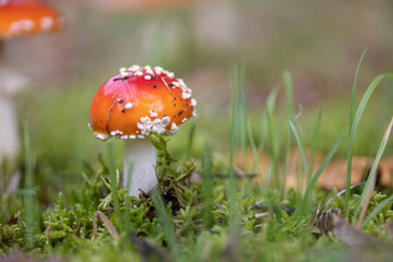Amanita muscaria, también conocido como matamoscas o falsa oronja, entre otros nombres,1​2​ es un hongo basidiomiceto muy común y popular, considerado venenoso