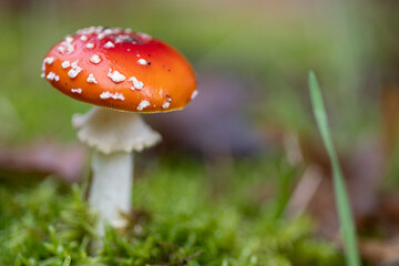 Amanita muscaria, también conocido como matamoscas o falsa oronja, entre otros nombres,1​2​ es un hongo basidiomiceto muy común y popular, considerado venenoso