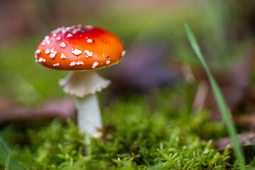 Amanita muscaria, también conocido como matamoscas o falsa oronja, entre otros nombres,1​2​ es un hongo basidiomiceto muy común y popular, considerado venenoso