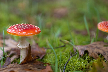 Amanita muscaria, también conocido como matamoscas o falsa oronja, entre otros nombres,1​2​ es un hongo basidiomiceto muy común y popular, considerado venenoso